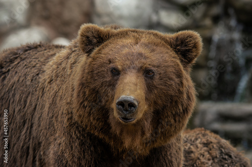 Close-up portrait of Kamchatka brown bear © Honza123