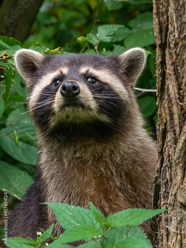 Old Raccoon watching behind the tree © Honza123