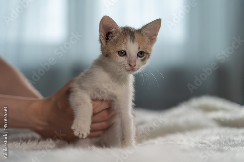 A curious kitten is trying to escape from the female hands and run away to play. Restless pet. Cute fluffy. Close-up, blurred background.