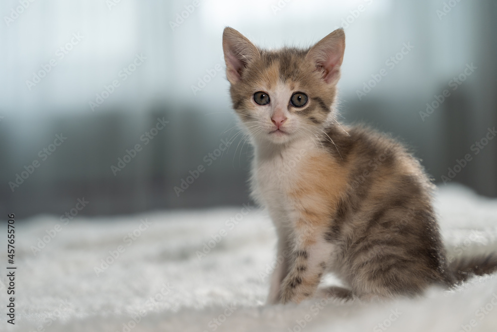 The kitten sits on a white fluffy blanket and looks into the camera. Photogenic pet. Love to the animals. Close-up, blurred background.