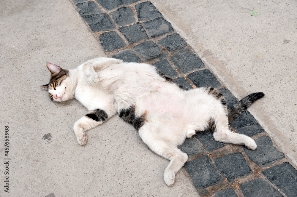Stray cat, mother cat, playful cat, playful cat, cat lying on its back Stray cat, mother cat, playful cat, playful cat, cat lying on its back