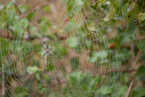 Wasp spider, Argiope, web covered by dew. Selective focus.