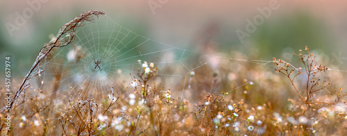 Wasp spider, Argiope, web covered by dew. Selective focus.