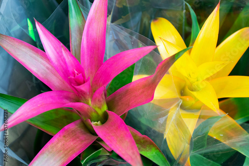 Pots with decorative flowers Guzmania lingulata with pink and yellow flowers photo