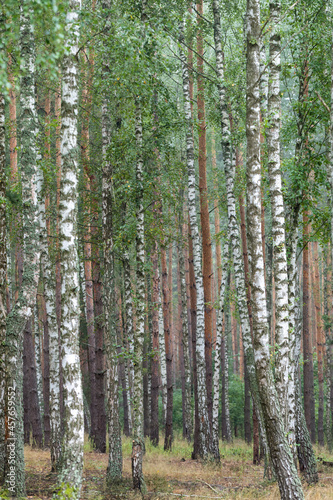 Young green bright birch forest. Texture. Abstract natural background.