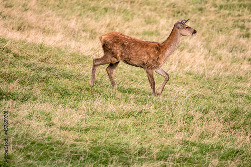 young deer standing on grass slope  Black Forest  Germany