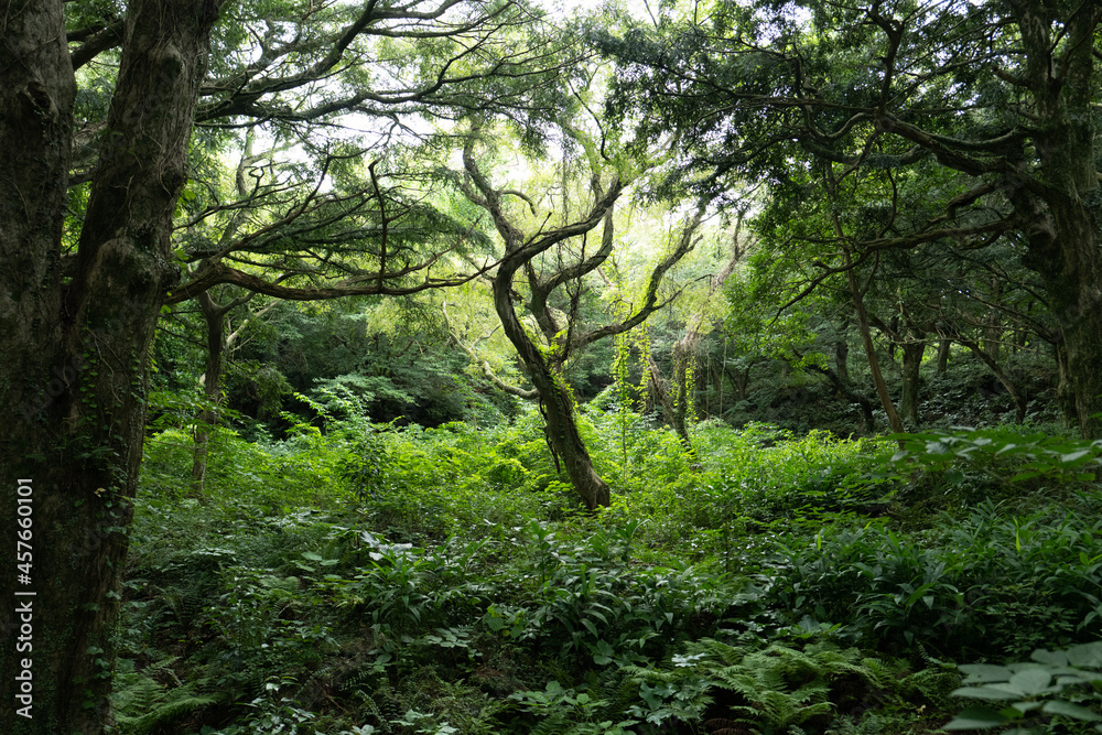 trees in the forest trees in the forest