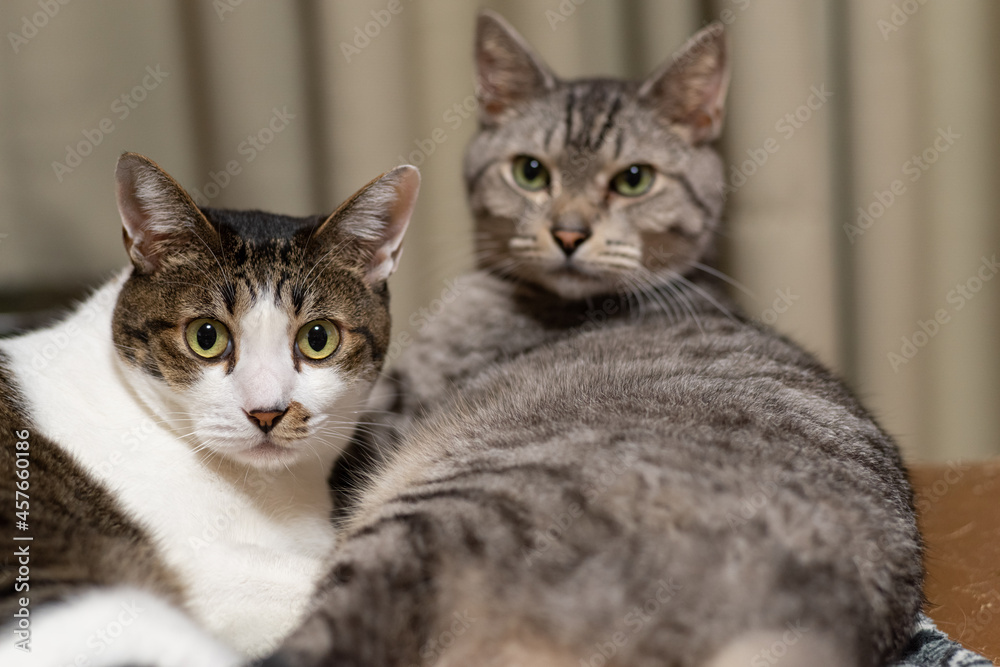 Naklejka premium 仲良しの猫