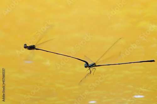 Fly and Mating Damselfly
Pseudagrion autumnalis photo