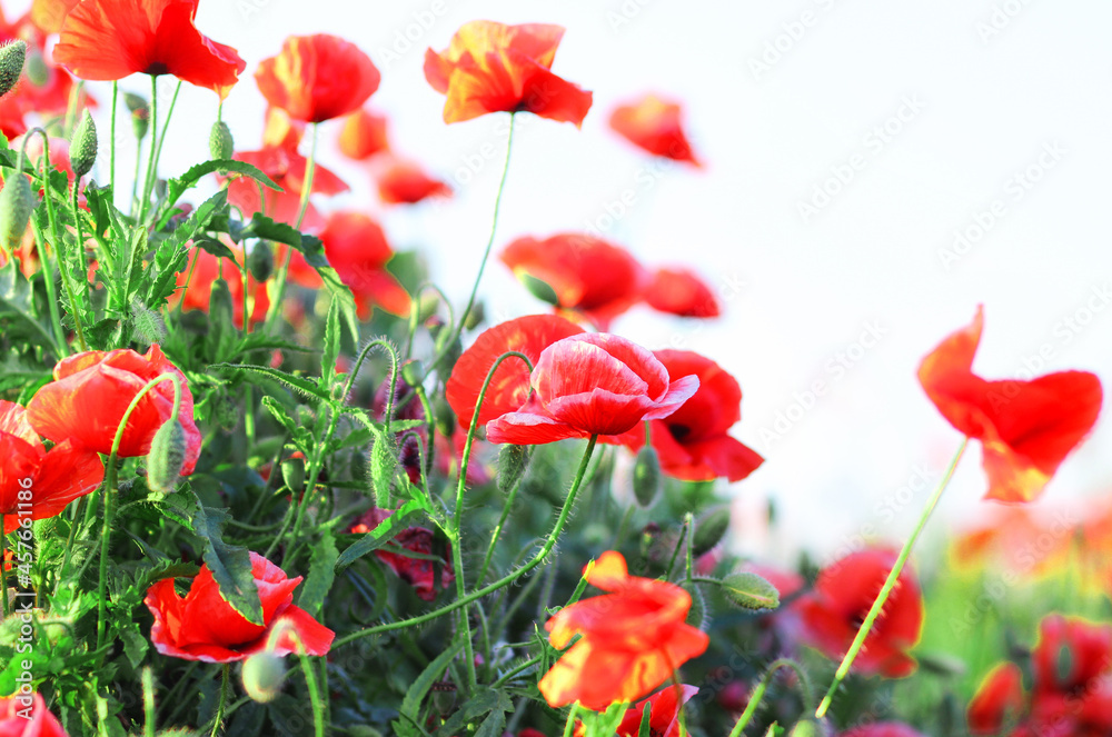 Naklejka premium Large, red poppies on a white background.
