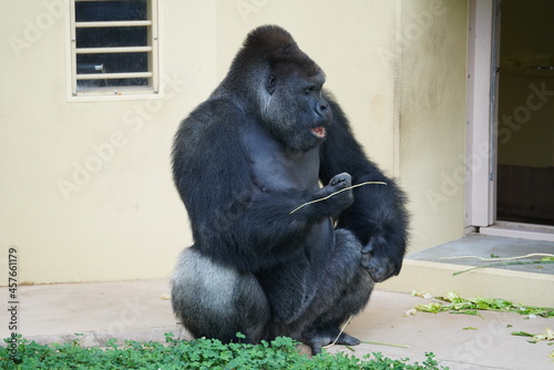 東山動物園のゴリラ