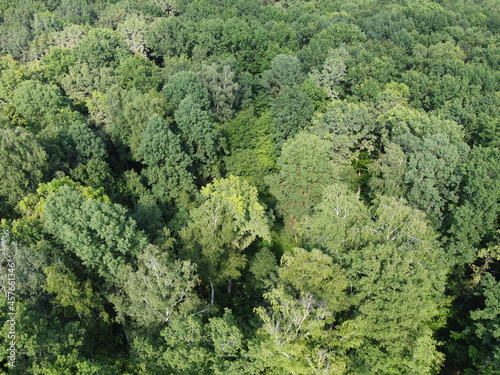 Beautiful dense forest, top view. The tops of a variety of trees.