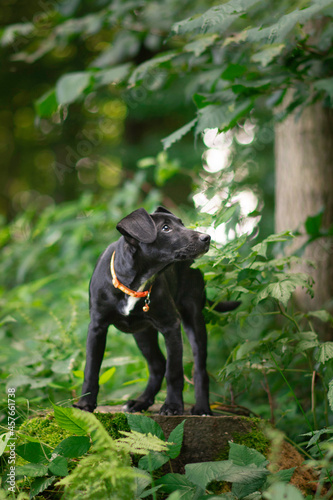 Beautiful black puppy dog posing in the nature 