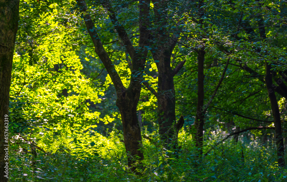 Footpath in a green woodland forest in wetland in bright sunlight and shadow in summer, Almere, Flevoland, The Netherlands, September 7, 2021 Footpath in a green woodland forest in wetland in bright sunlight and shadow in summer, Almere, Flevoland, The Netherlands, September 7, 2021