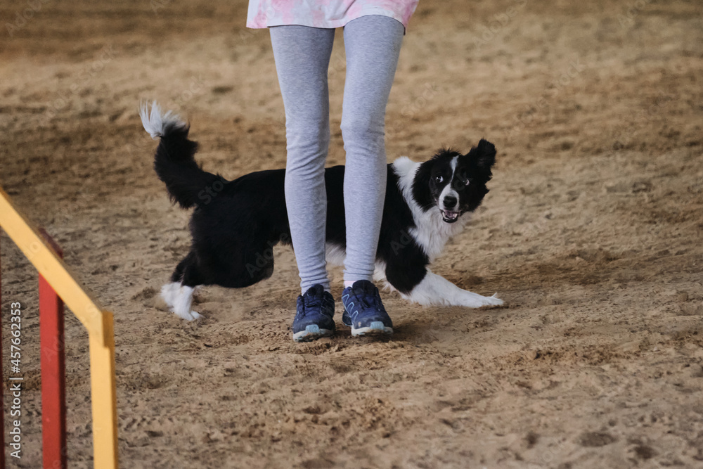 Black and white border collie runs with its owner at competitions. The future winner and champion. Agility competitions, sports with dog. Black and white border collie runs with its owner at competitions. The future winner and champion. Agility competitions, sports with dog.