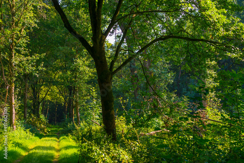 Footpath in a green woodland forest in wetland in bright sunlight and shadow in summer  Almere  Flevoland  The Netherlands  September 7  2021