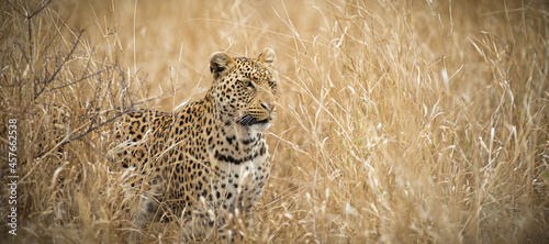 leopard on the prowl in Kruger park, South Africa 
a young male leopard looking for a meal in the tall grass