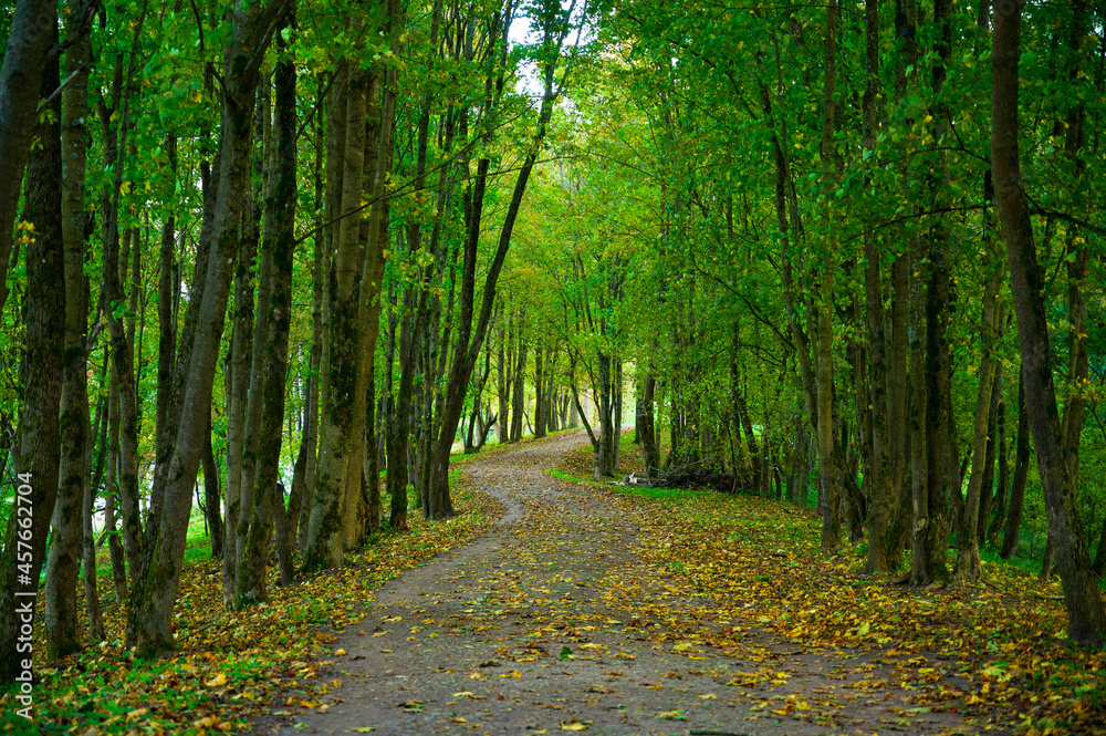 Fototapeta premium footpath in the woods