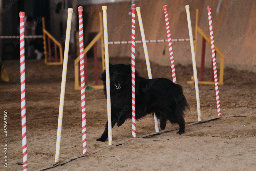 Black long haired Grunendahl overcomes slalom with several vertical sticks sticking out of sand. Belgian shepherd dog. Agility competitions, sports with dog. Future winner and champion.
