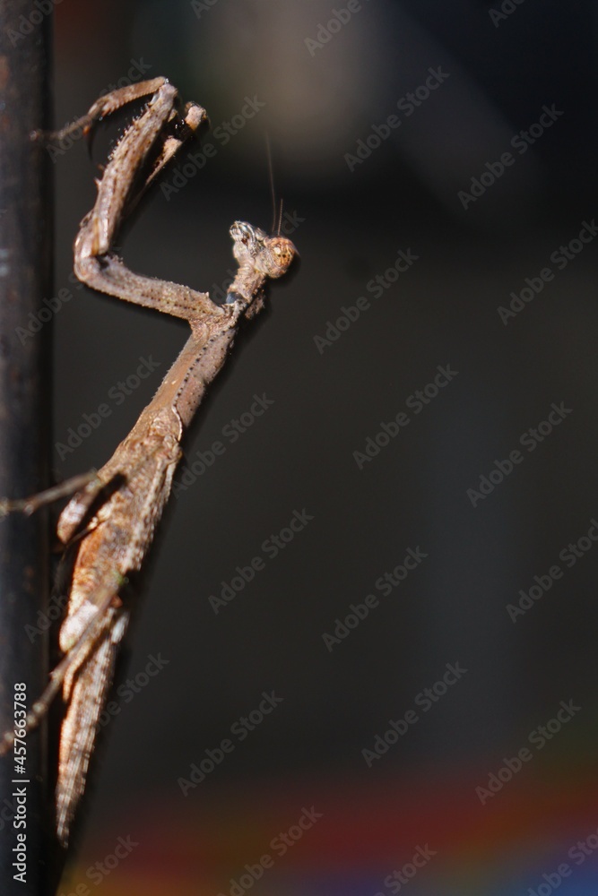 Earth creatures that naturally experience biodiversity are amazing as well as amazing.The symbol of that uniqueness is this animal community Earth creatures that naturally experience biodiversity are amazing as well as amazing.The symbol of that uniqueness is this animal community
