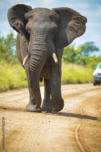 Elephant interactions Kruger national park