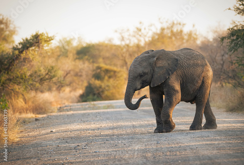 Elephant interactions Kruger national park