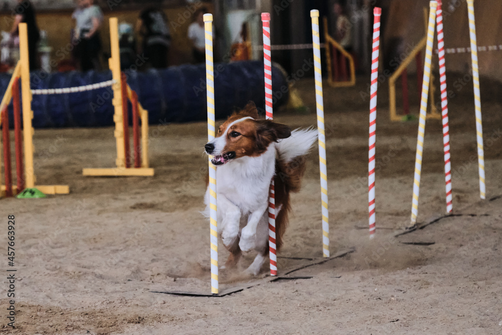 Border collie of red and white color overcomes slalom with several vertical sticks sticking out of sand. Smartest breed in the world. Agility competitions, sports with dog. Future winner and champion.