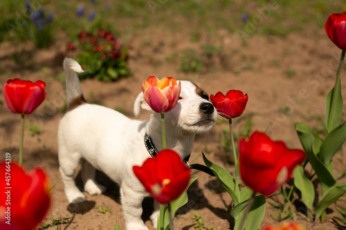 a Jack Russell terrier puppy sniffs growing red tulips. spring, the bright sun is shining
