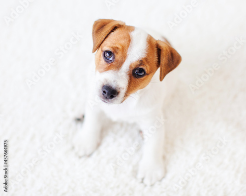 Fototapeta Naklejka Na Ścianę i Meble -  Cut puppy at home