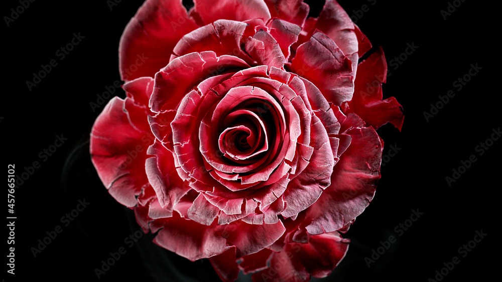 Naklejka premium Isolated frost rose blossom on black background