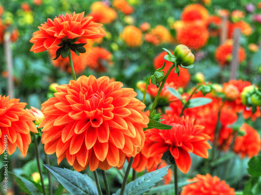 Rote Dahlienblüten Rote Dahlienblüten