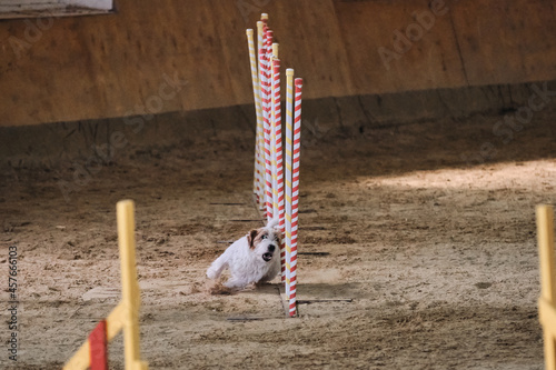 White wire haired Jack Russell terrier overcomes slalom with several vertical sticks sticking out of sand. Agility competitions, sports with dog. Future winner and champion. photo