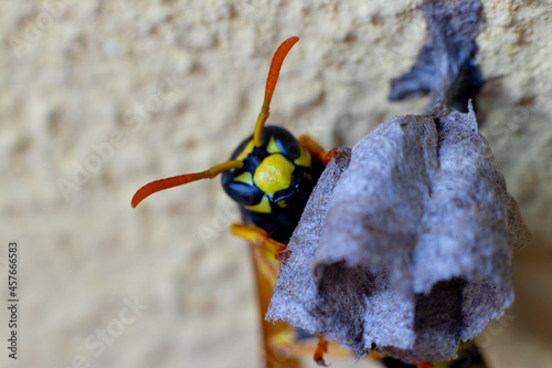 yellow and black wasp on its nest