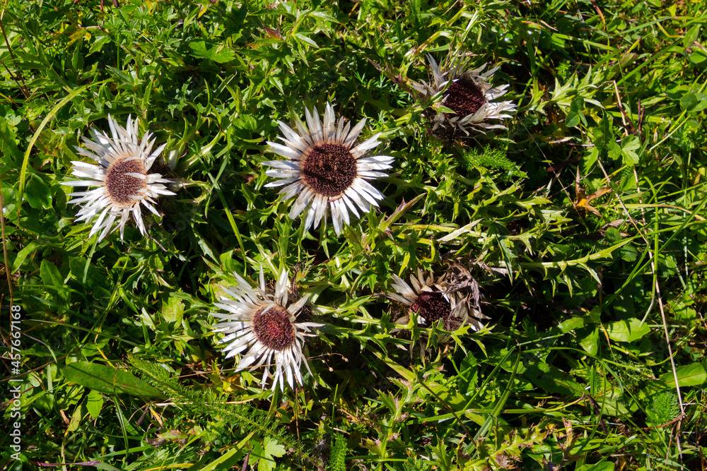 Close up of a silver thistle, also called Carlina acaulis or Silberdistel Close up of a silver thistle, also called Carlina acaulis or Silberdistel