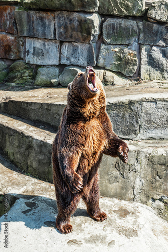 An angry, ferocious brown bear roaring with its mouth open against a background of rocks, close-up