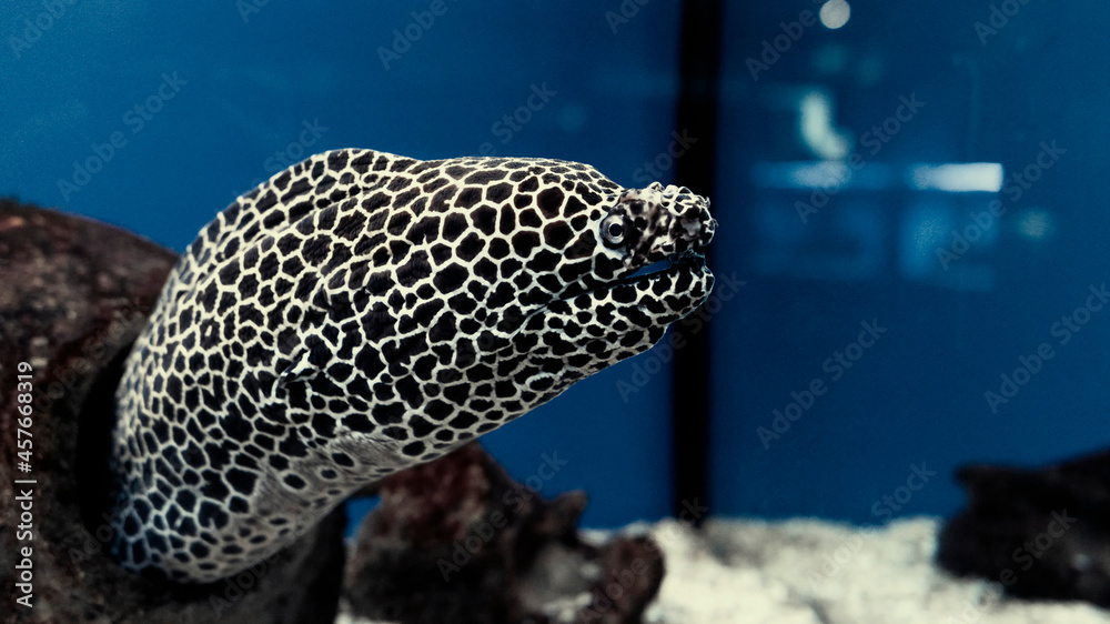 Gymnothorax favagineus or laced moray fish swimming out of its hiding place - obrazy, fototapety, plakaty 