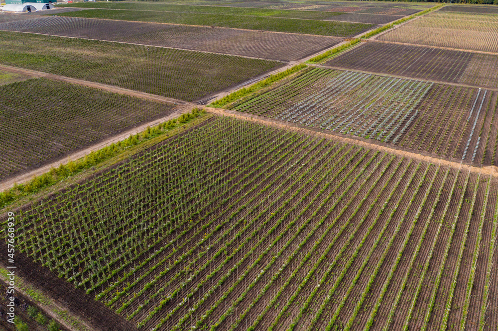 Aerial view of rows of trees in a tree nursery in autumn	