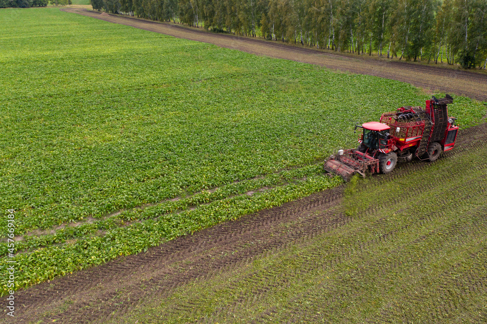 Fototapeta premium Combine harvester harvests sugar beet on the field. Aerial view 