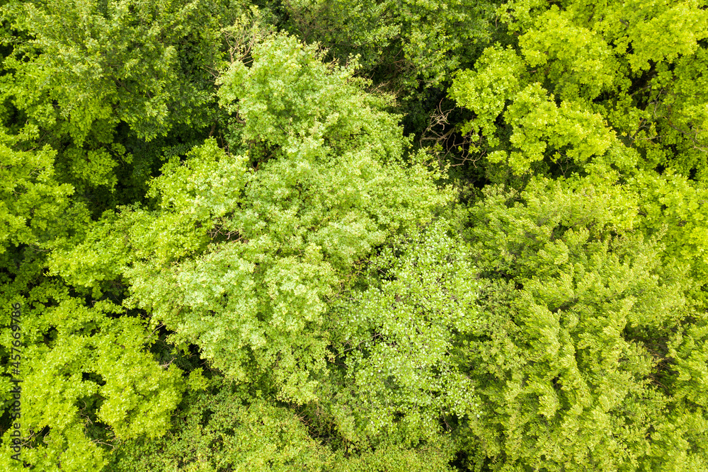 Top down aerial view of green summer forest with canopies of many fresh trees.
