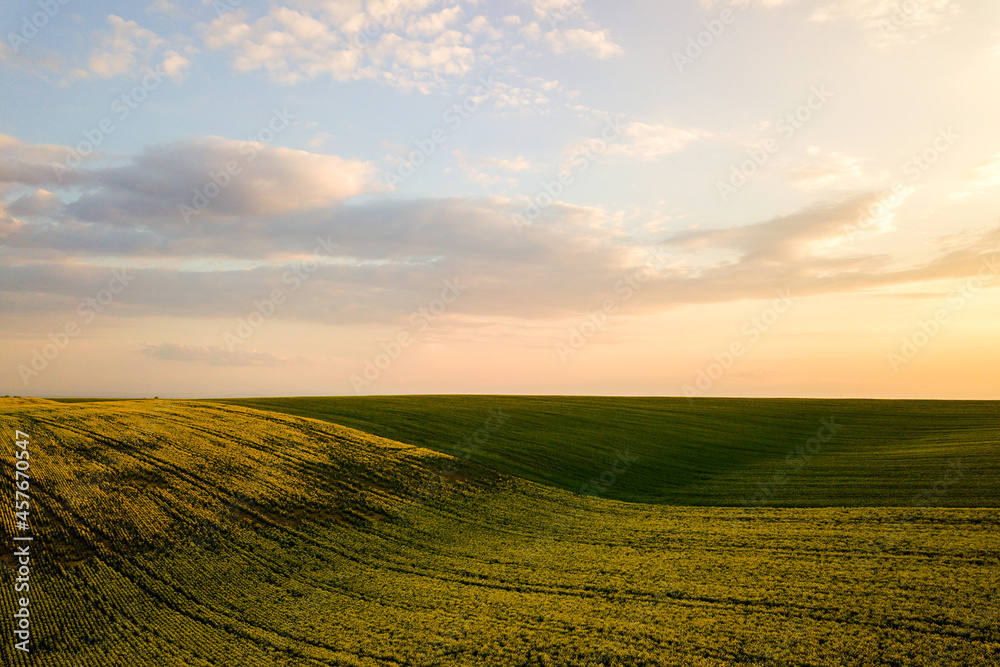 Aerial view of bright green agricultural farm field with growing rapeseed plants at sunset.