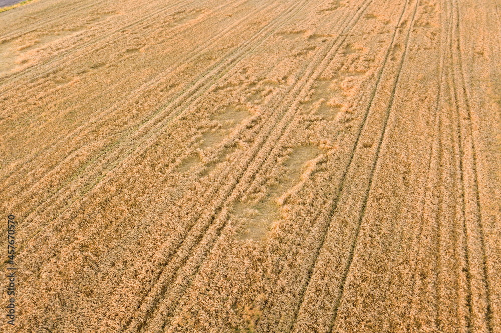 Aerial view of ripe farm field ready for harvesting with fallen down broken by wind wheat heads. Damaged crops and agriculture failure concept.