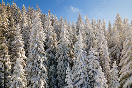 Pine trees covered with fresh fallen snow in winter mountain forest on cold bright day.