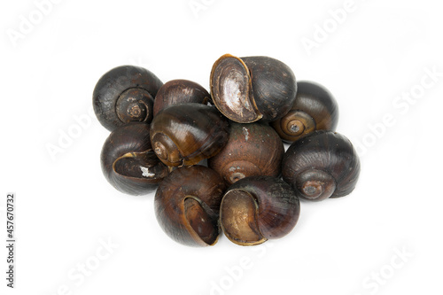 Close up shell snail, large freshwater snail isolated on white background.Pila ampullacea,apple snail, genus Pila