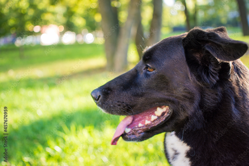 Portrait of a black and white dog in a Park