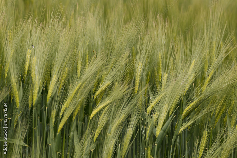 Rye, oats, wheat, Secale cereale, Avena, Triticum in an agricultural field, farmland, green cereal, rural landscape, vegan food, healthy food, beautiful grain ears Rye, oats, wheat, Secale cereale, Avena, Triticum in an agricultural field, farmland, green cereal, rural landscape, vegan food, healthy food, beautiful grain ears