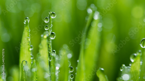 Wet spring green grass backround with dew lawn natural.