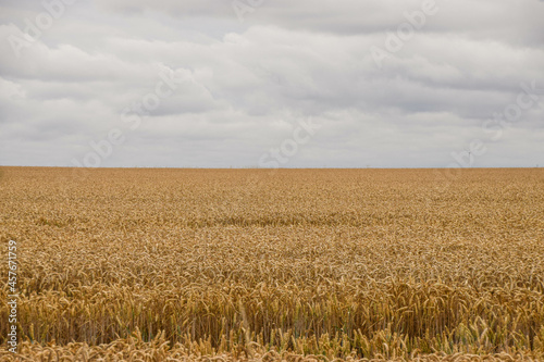 A wheat field in Cambridgeshire  United Kingdom.