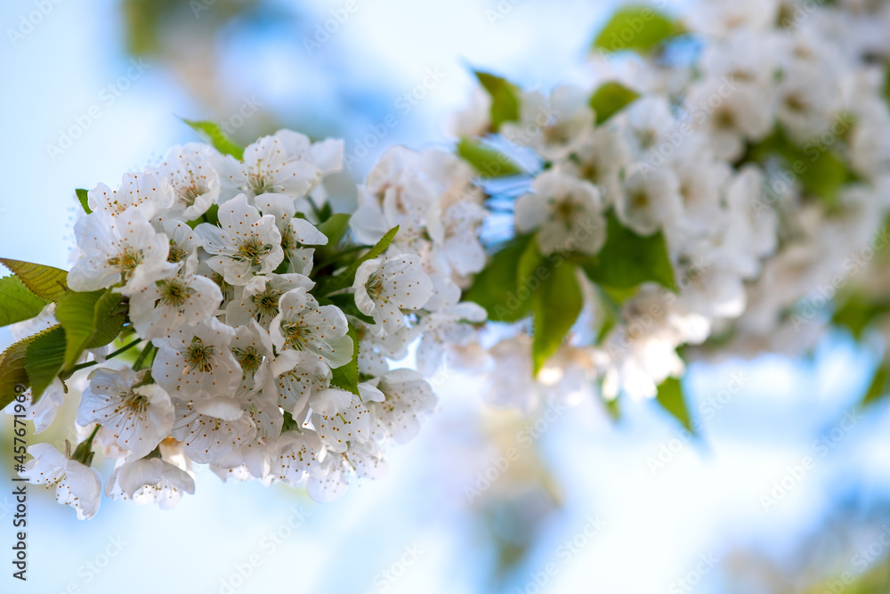 Fruit tree twigs with blooming white and pink petal flowers in spring garden.