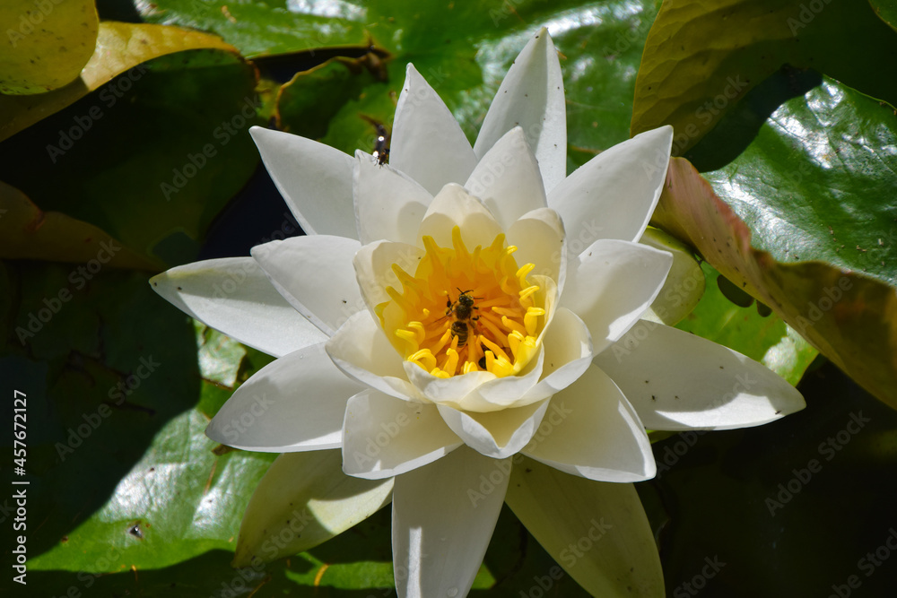 A bee pollinates a water lily flower in a park in Germany. A bee pollinates a water lily flower in a park in Germany.