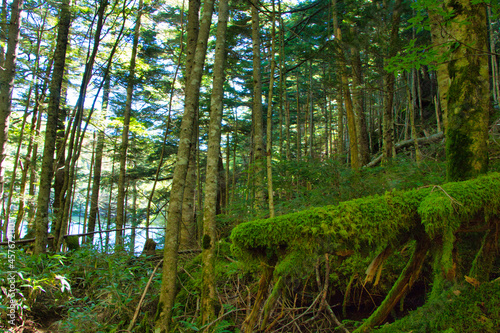 Japan Nagano Yatsugatake forest and moss